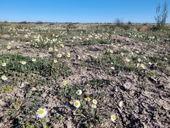 Brachyscome ciliaris