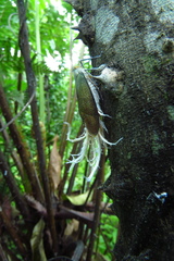 Pterodictya reticularis