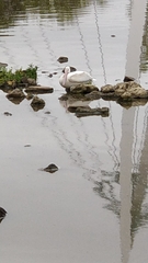 Pelecanus erythrorhynchos