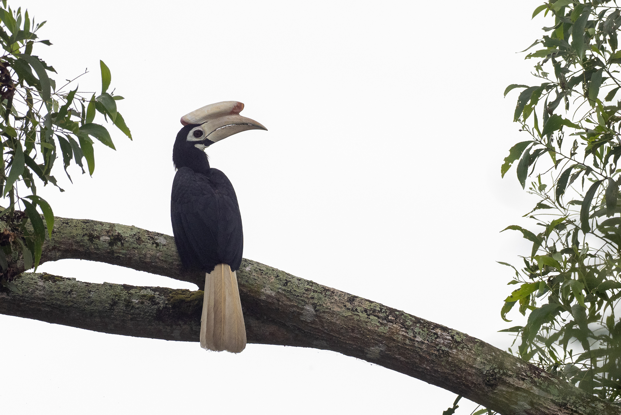 Palawan Hornbill (Anthracoceros marchei), photo 5