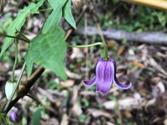 Clematis lasiandra