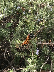 Danaus plexippus