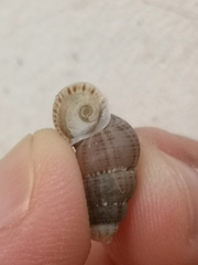 Choanopomops largillierti