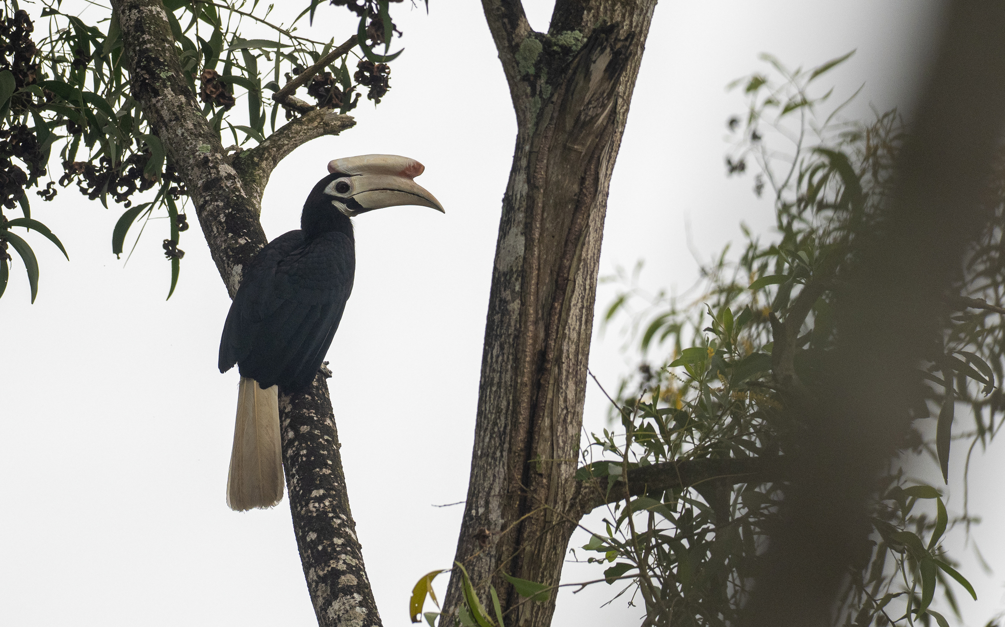 Palawan Hornbill (Anthracoceros marchei), photo 6