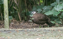 Polyplectron napoleonis