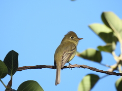 Empidonax difficilis cineritius