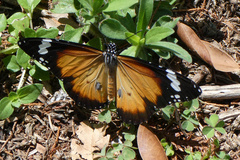 Danaus petilia