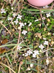 Crassula sinclairii