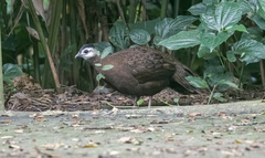 Polyplectron napoleonis