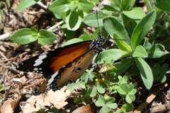 Danaus petilia