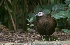Polyplectron napoleonis