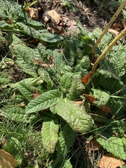 Betonica officinalis