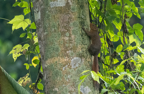 Northern Palawan Tree Squirrel