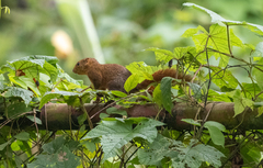 Sundasciurus juvencus