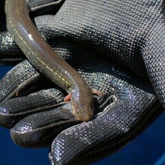 Siren intermedia
