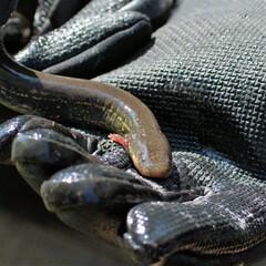 Siren intermedia