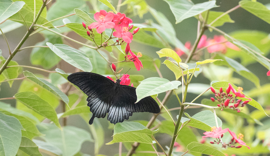 罗氏凤蝶（Papilio lowii）