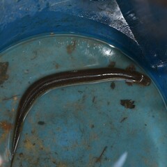 Siren intermedia