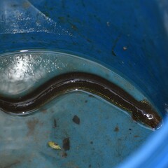 Siren intermedia