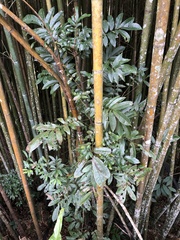 Meliosma rhoifolia