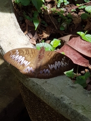 Tanaecia pelea