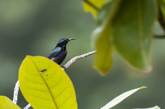 Leptocoma calcostetha