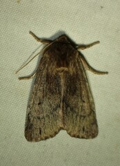 Ufeus satyricus