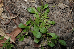 Sphaeromorphaea australis