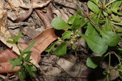 Sphaeromorphaea australis
