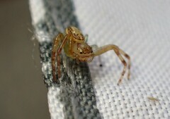Diaea ambara