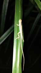 Anolis sericeus