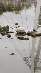 Pelecanus erythrorhynchos