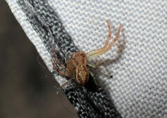 Diaea ambara