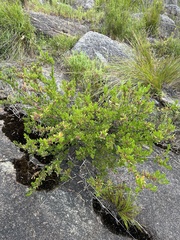 Dodonaea ceratocarpa