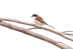 Lanius collurioides