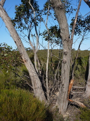 Eucalyptus arenacea