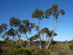 Eucalyptus arenacea