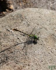 Erpetogomphus crotalinus