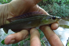 Crenicichla