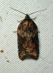 Acleris