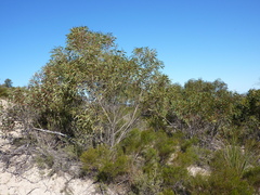 Eucalyptus diversifolia diversifolia