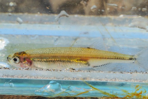 Australische spiering (Retropinna semoni) — Retropinnidae — 3