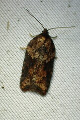 Acleris