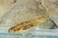 Hypseleotris klunzingeri
