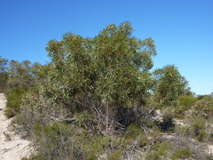 Eucalyptus diversifolia diversifolia