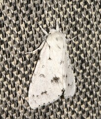 Acronicta vulpina