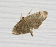 Anania tertialis