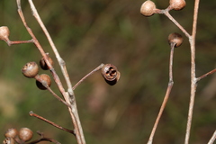 Eucalyptus tindaliae