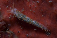 Flabellina