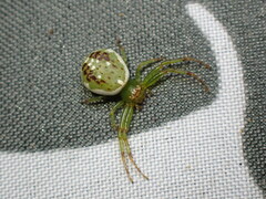 Diaea